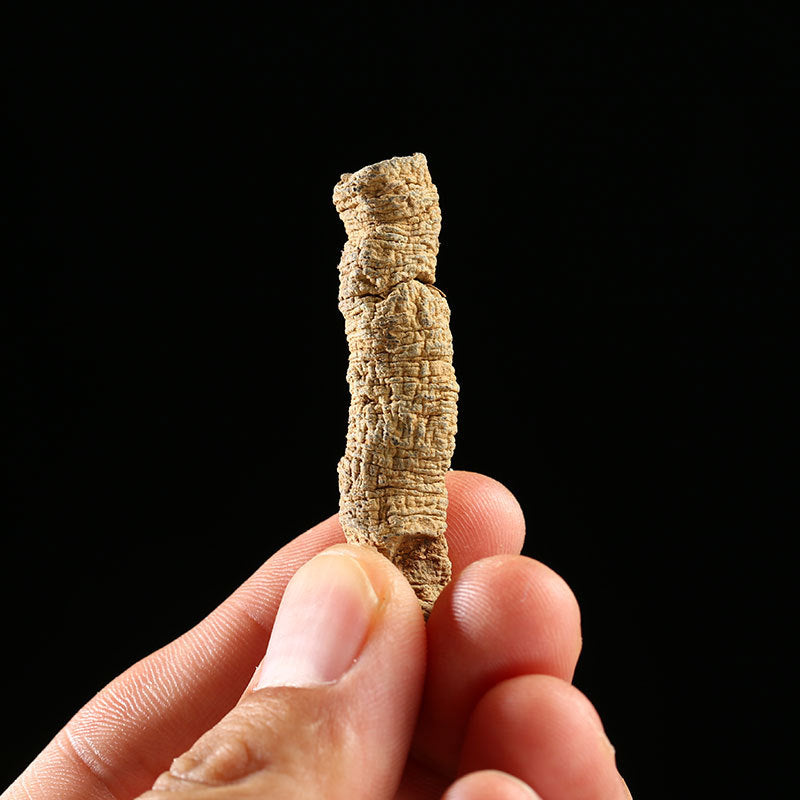 Root of Morinda Officinalis/Radix Morindae Officinalis/Ba Ji Tian/巴戟天 - HerbalWorld