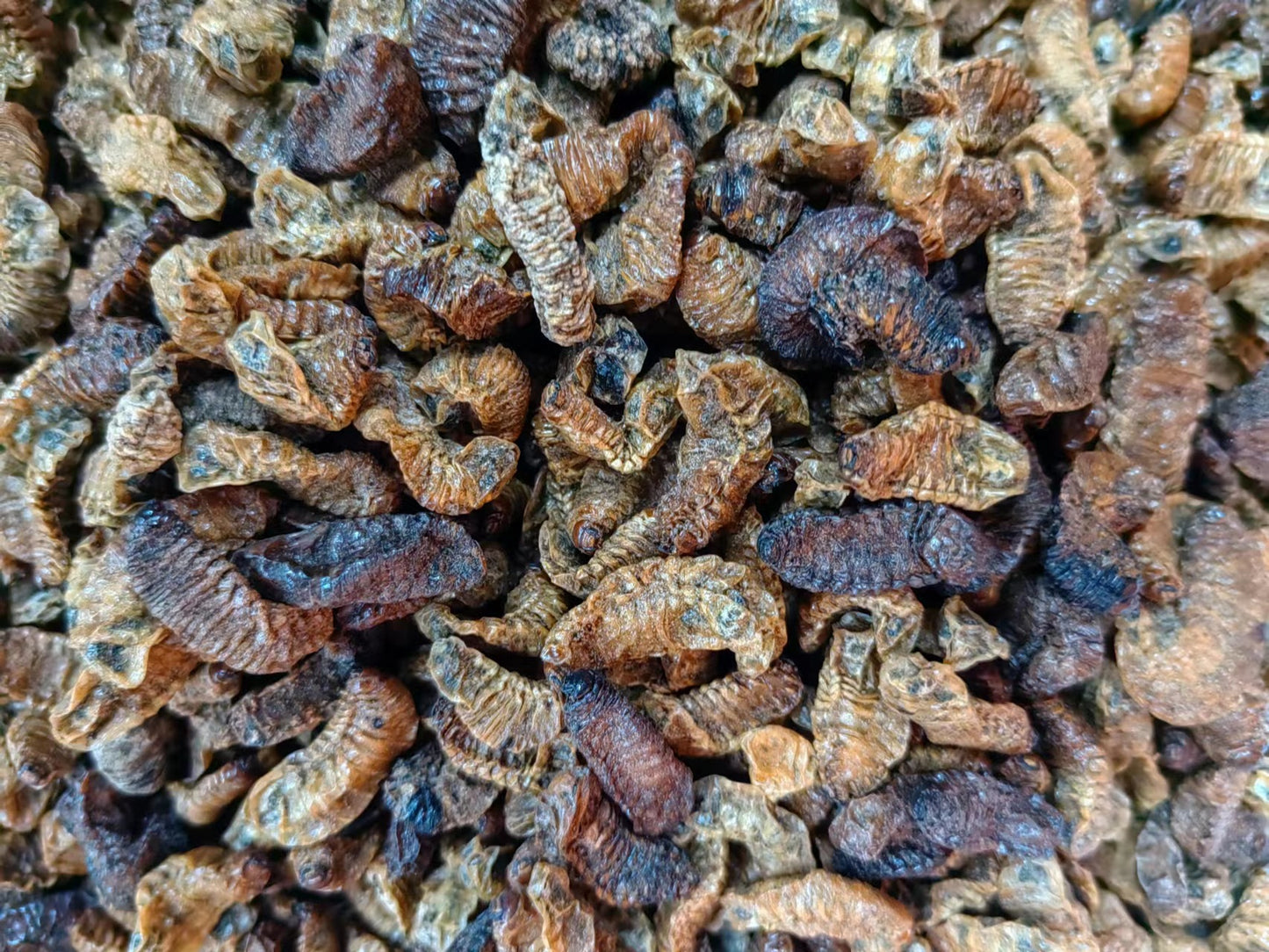 Grub · Holotrichia Diomphalia · Qi Cao · 蛴螬 - Renji Herbal Therapy