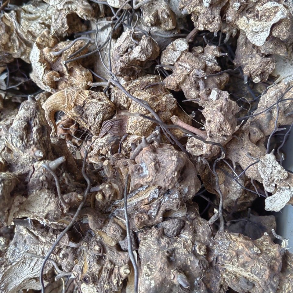 Ubi Jaga · Smilax Myosotiflora · Wu Bi Jia Ge · 无比加革