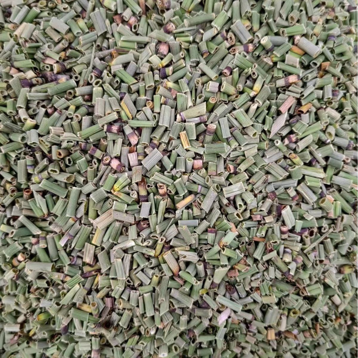 Common Scouring Rush · Equisetum Hyemale · Mu Zei · 木贼