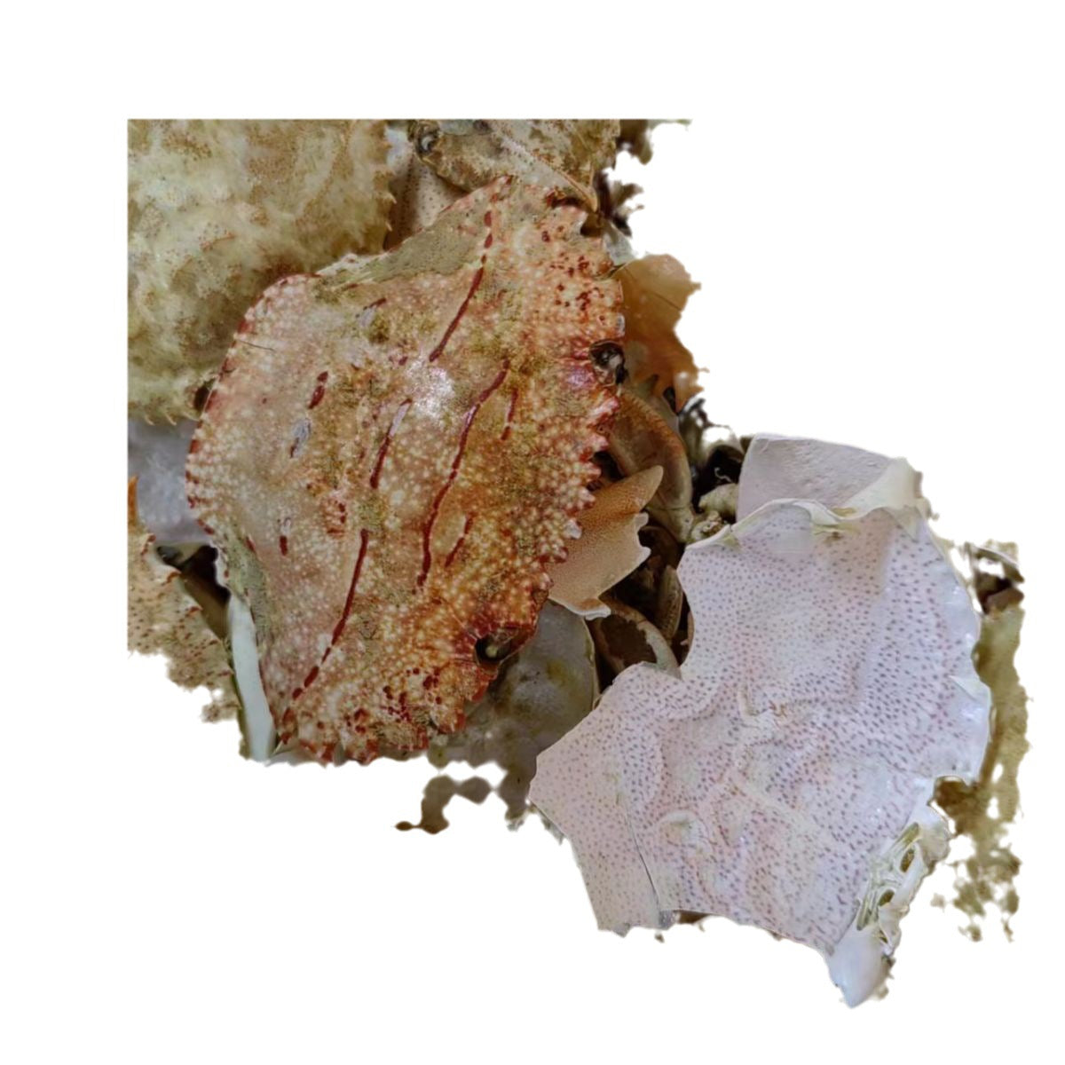 Eriocheir Sinensis Seu Poramon · Fang Hai · 方海