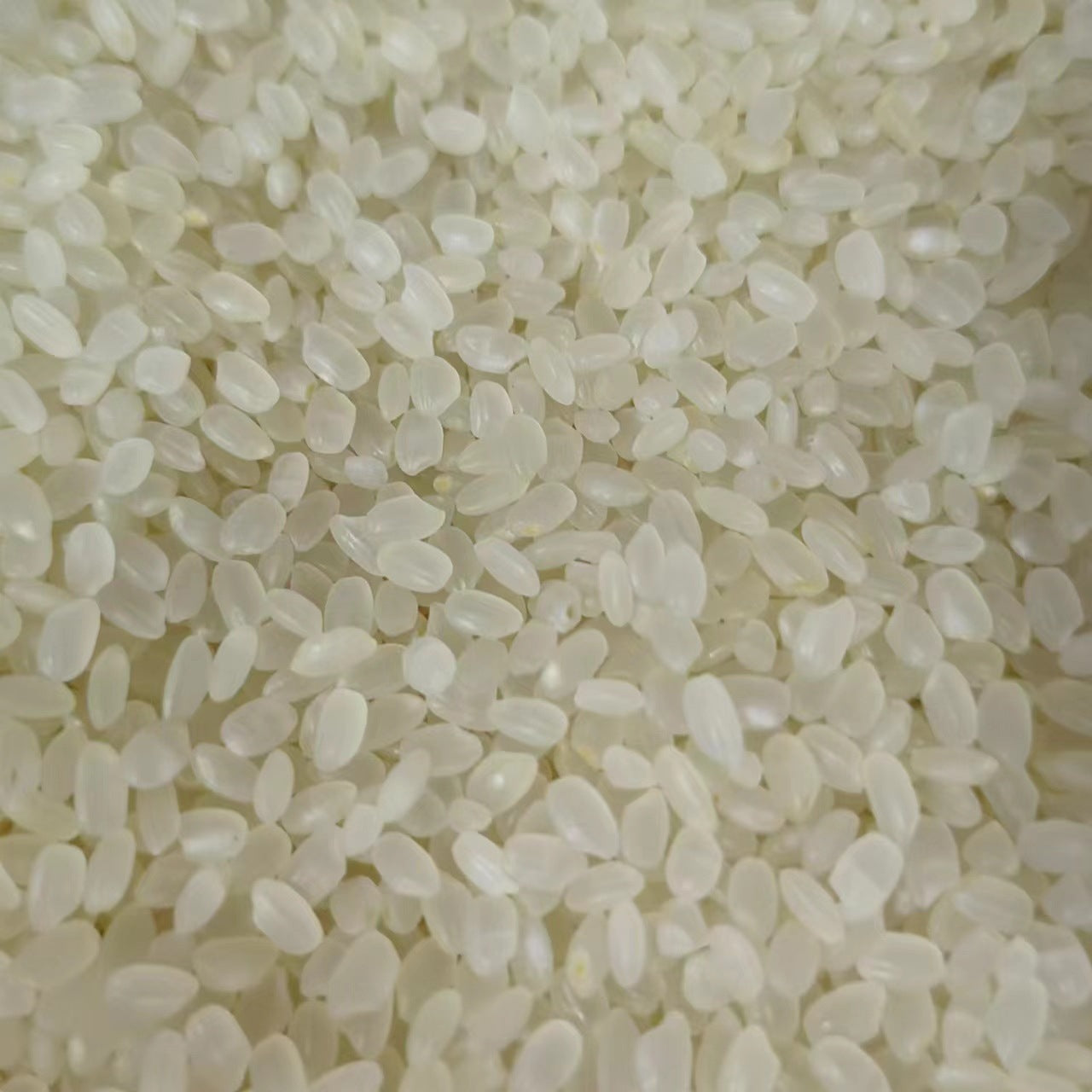 Rice · Oryza Sativa · Jing Mi · 粳米