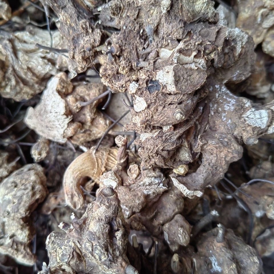 Ubi Jaga · Smilax Myosotiflora · Wu Bi Jia Ge · 无比加革