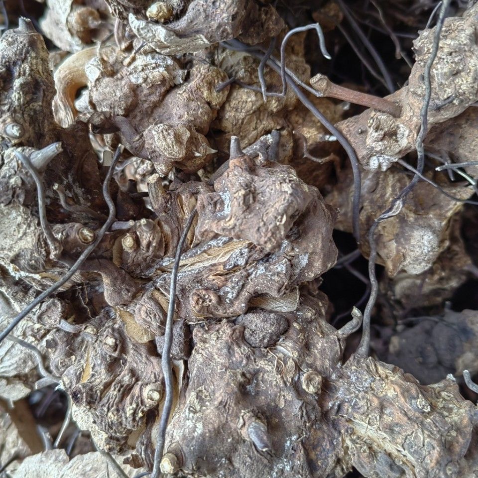Ubi Jaga · Smilax Myosotiflora · Wu Bi Jia Ge · 无比加革