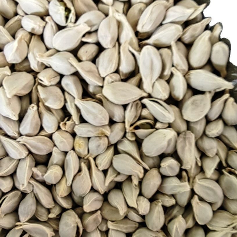 Tangerine Seed · Semen Citri Reticulatae · Ju He · 橘核
