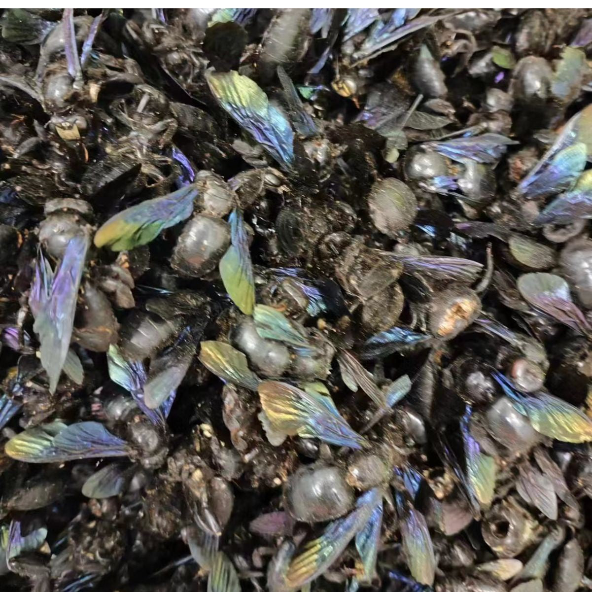 Bamboo Bee · Xylocopa Dissimilis · Zhu Feng · 竹蜂
