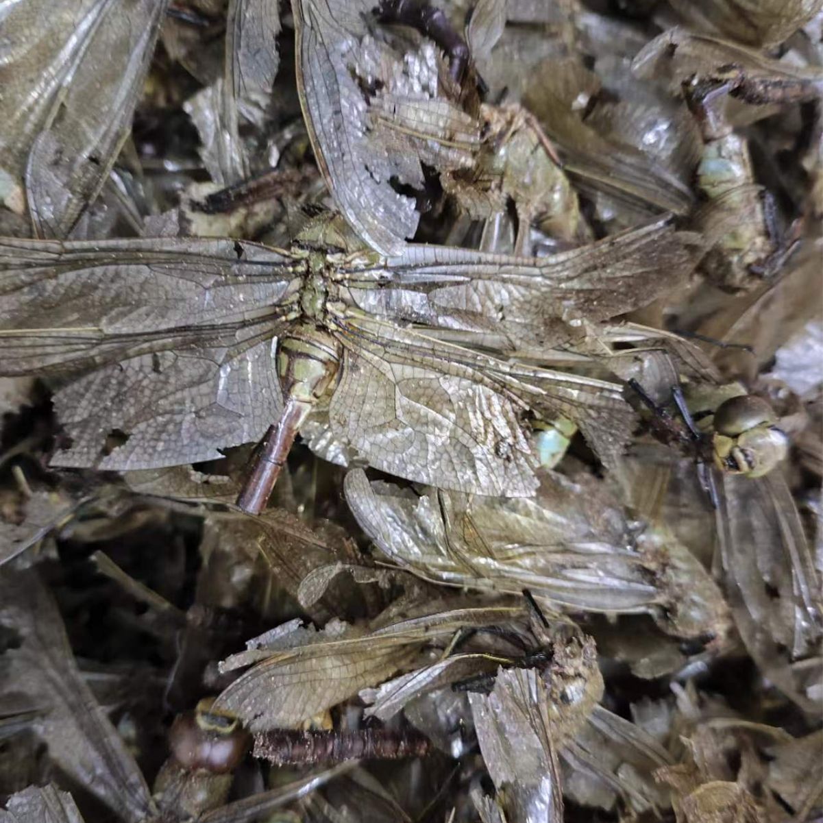 Dragonfly · Anisoptera · Qing Ting · 蜻蜓