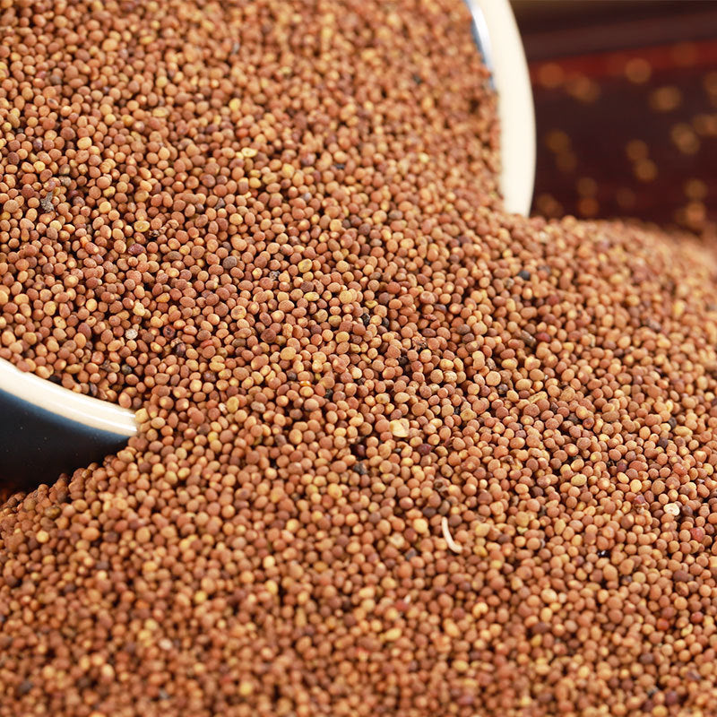 Dodder Seed/Semen Cuseutae/Tu Si Zi/菟丝子 - HerbalWorld