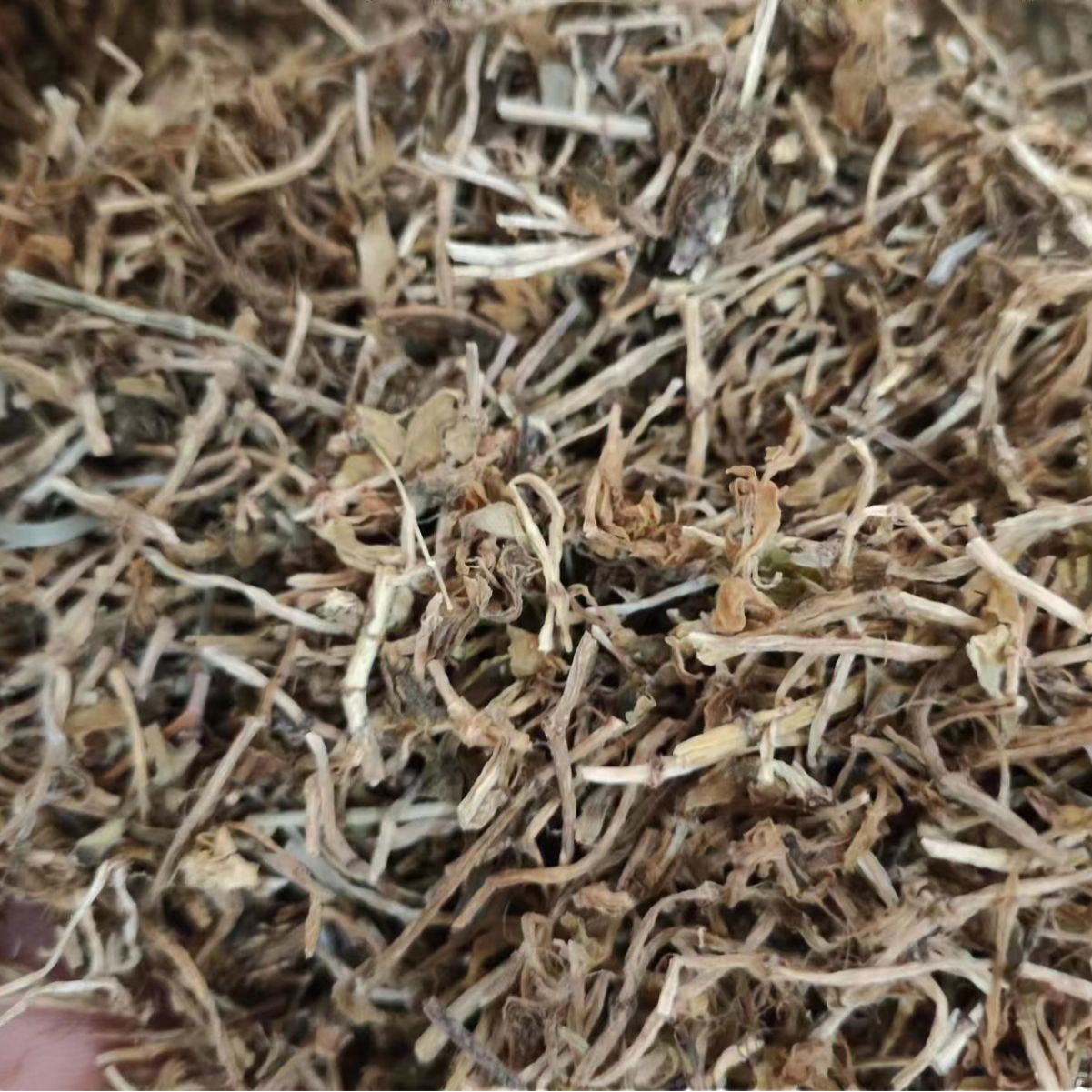All-Grass of Stringy Stonecrop · Herba Sedi Sarmentosi · Chui Pen Cao · 垂盆草 - Renji Herbal Therapy