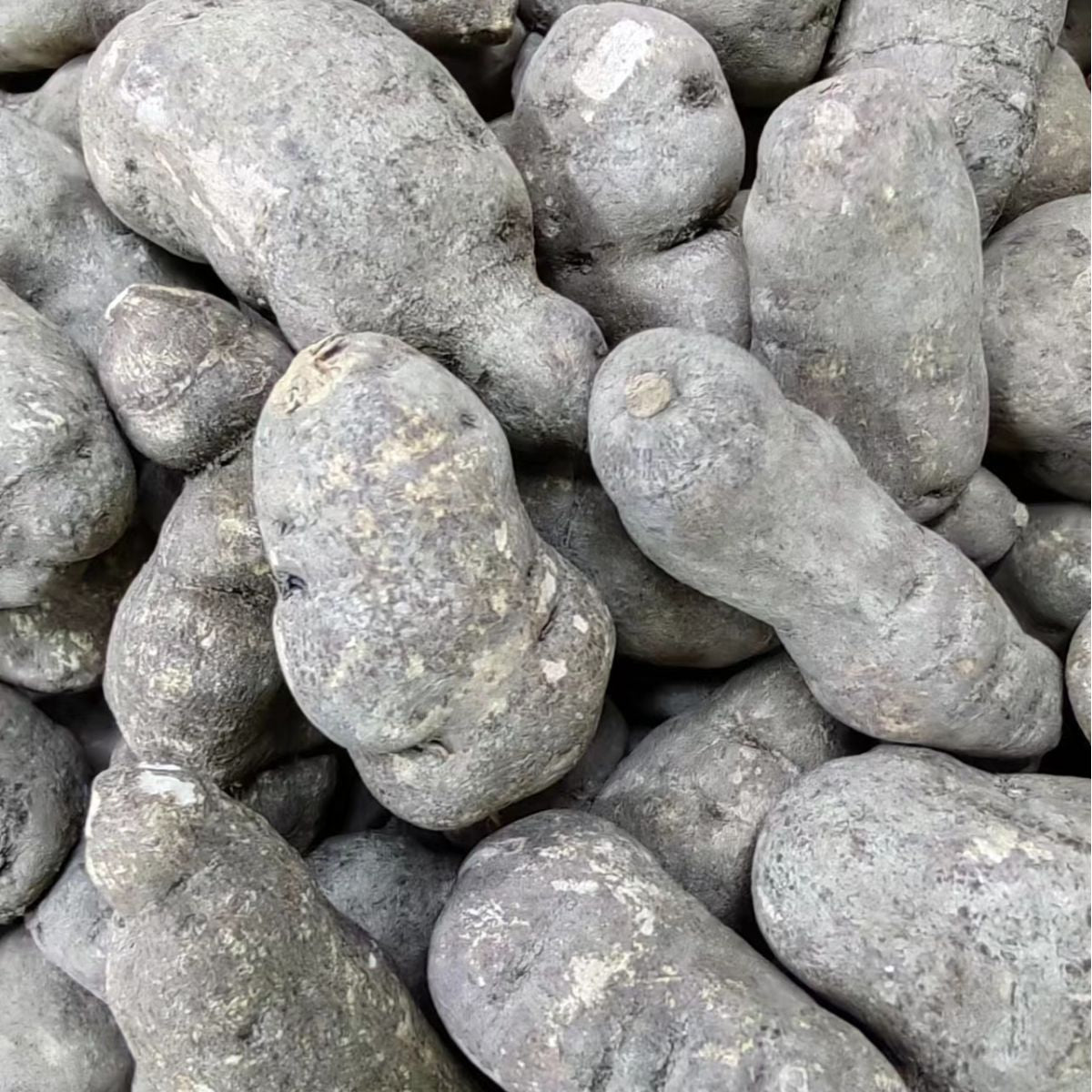 Hemsley Rockvine Root · Radix Tetrastigmatis Hemsleyani · San Ye Qing · 三叶青
