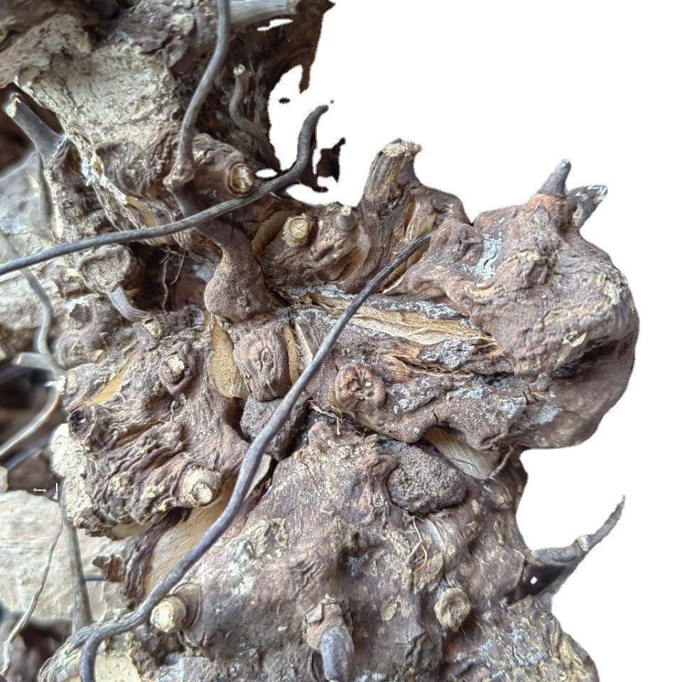 Ubi Jaga · Smilax Myosotiflora · Wu Bi Jia Ge · 无比加革