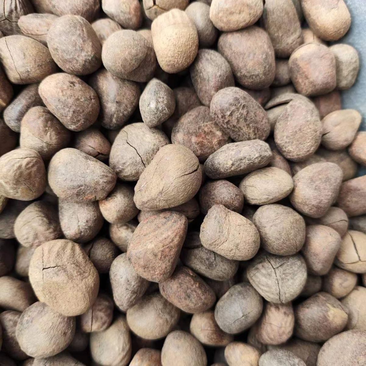 Hydnocarpi Anthelminticae Semen · Da Feng Zi · 大风子 - Renji Herbal Therapy