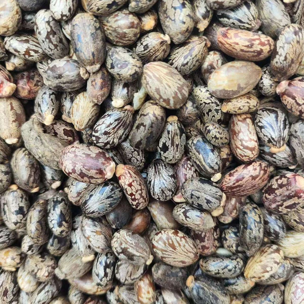 Castor Seed · Semen Ricini · Bi Ma Zi · 蓖麻子 - Renji Herbal Therapy