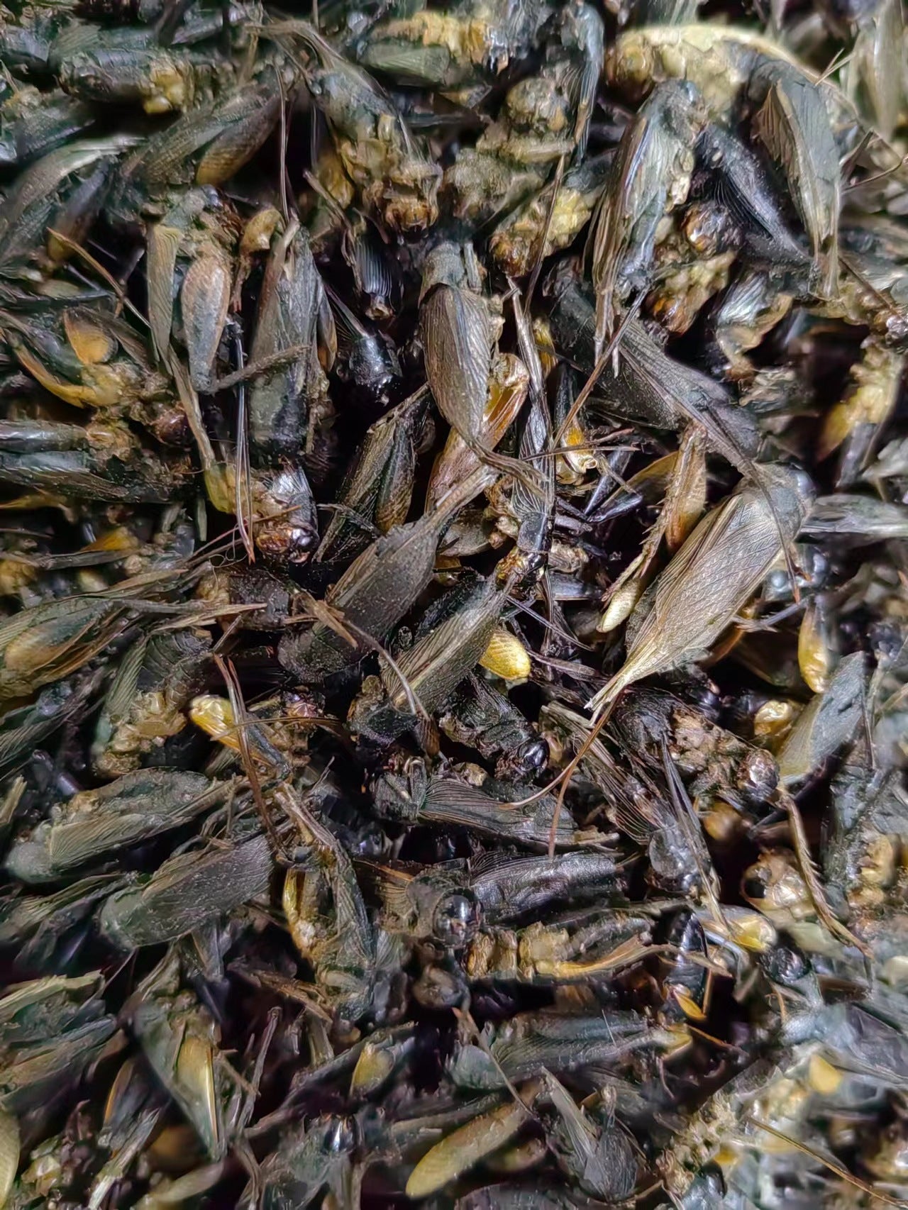 Chinese Cricket · Gryllulus Chinensis · Xi Shuai · 蟋蟀 - Renji Herbal Therapy