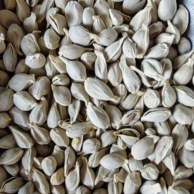 Tangerine Seed · Semen Citri Reticulatae · Ju He · 橘核