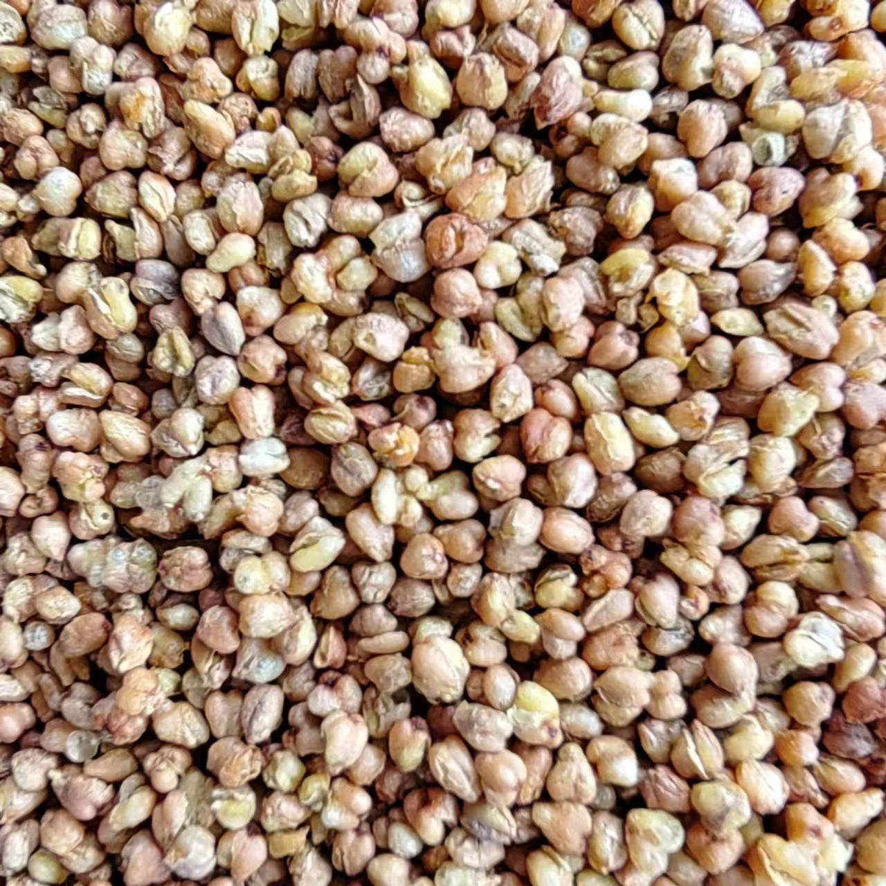 Wild Buckwheat Rhizome/Rhizoma Fagopyri Cymosi/Jin Qiao Mai/金荞麦 - HerbalWorld
