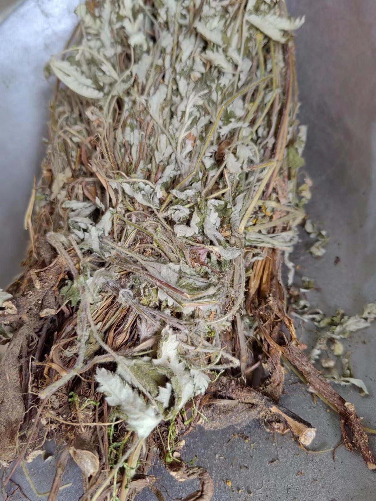 All-Grass of Discolor Cinquefoil · Herba Potentillae Discoloris · Fan Bai Cao · 翻白草