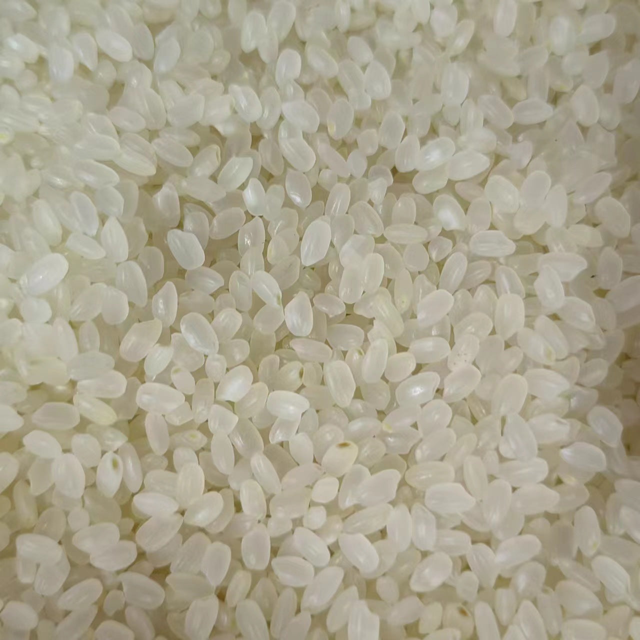 Rice · Oryza Sativa · Jing Mi · 粳米