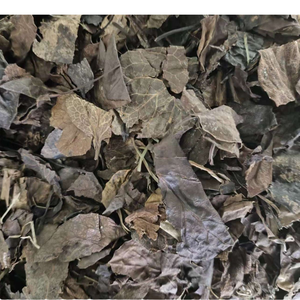 All-Grass Chinese Pyrola · Herba Pyrolae Chinensis · Lu Han Cao · 鹿含草