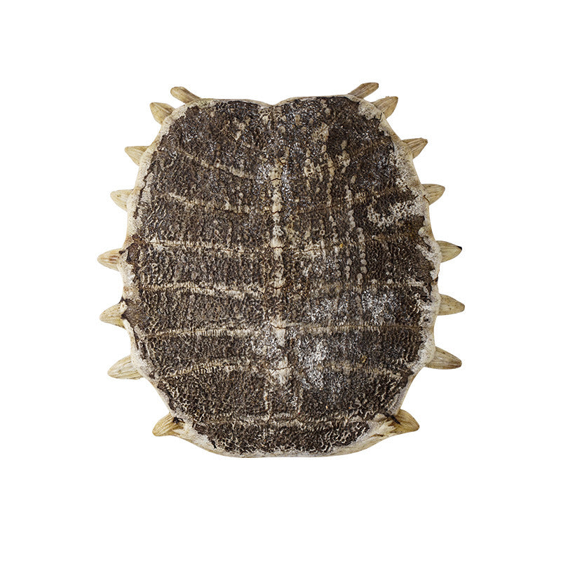 Turtle Shell · Carapax Trionycis · Bie Jia · 鳖甲 - Renji Herbal Therapy
