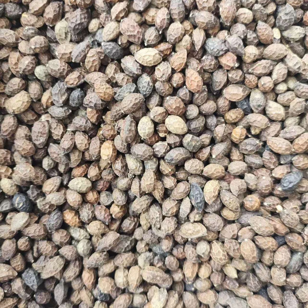 Java Brucea Fruit · Fructus Bruceae · Ya Dan Zi · 鸦胆子 - Renji Herbal Therapy