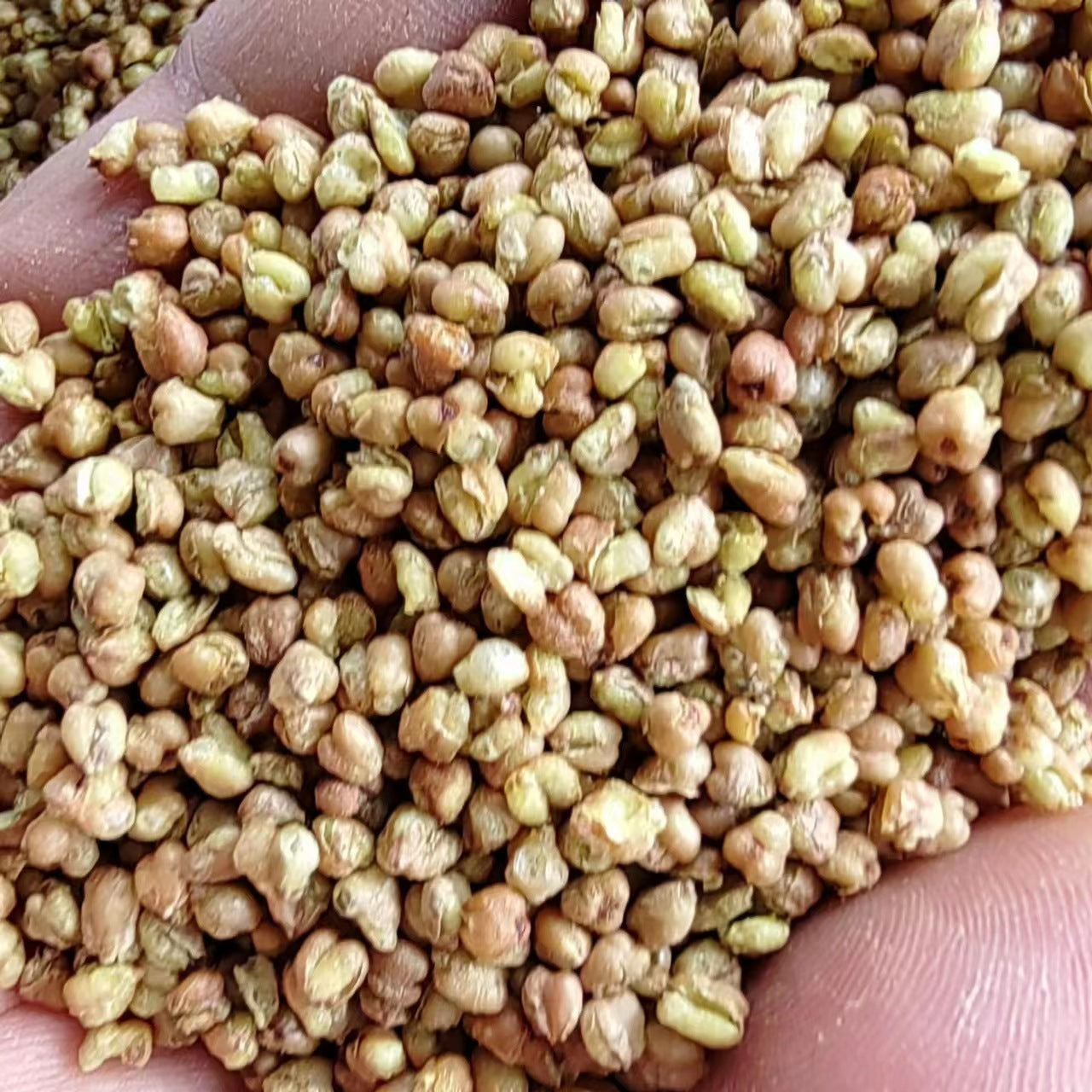 Wild Buckwheat Rhizome/Rhizoma Fagopyri Cymosi/Jin Qiao Mai/金荞麦 - HerbalWorld