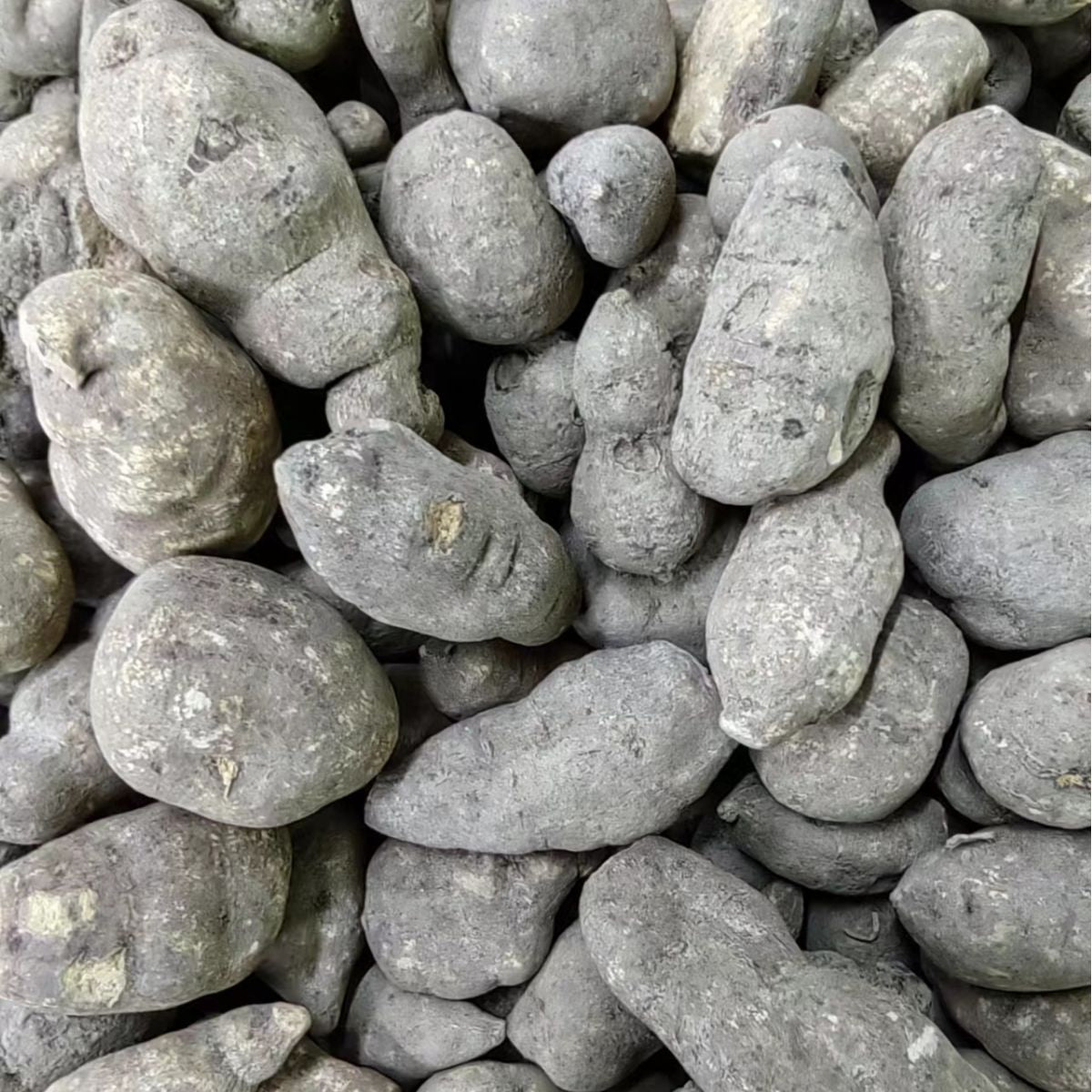 Hemsley Rockvine Root · Radix Tetrastigmatis Hemsleyani · San Ye Qing · 三叶青