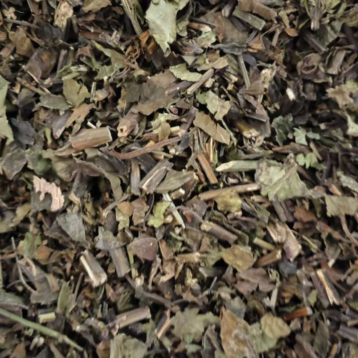 All-Grass of Glabrous Sarcandra · Herba Sarcatidrae · Zhong Jie Feng · 肿节风