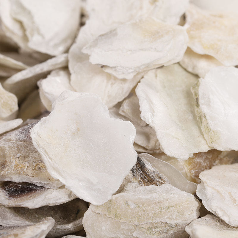 Oyster/Crassostrea Gigas/Mu Li/牡蛎 - HerbalWorld