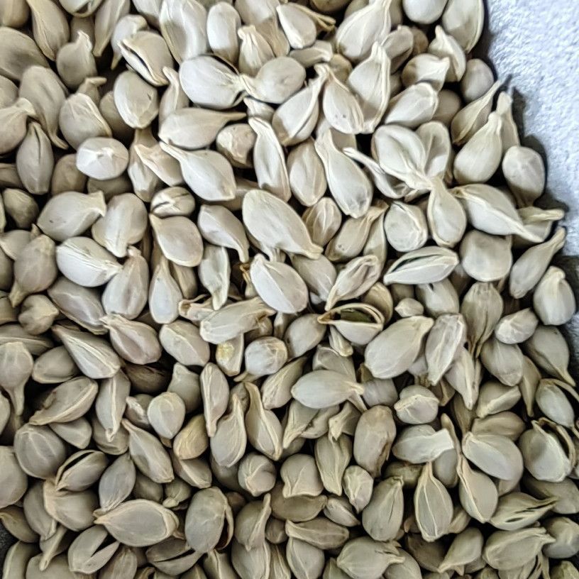 Tangerine Seed · Semen Citri Reticulatae · Ju He · 橘核