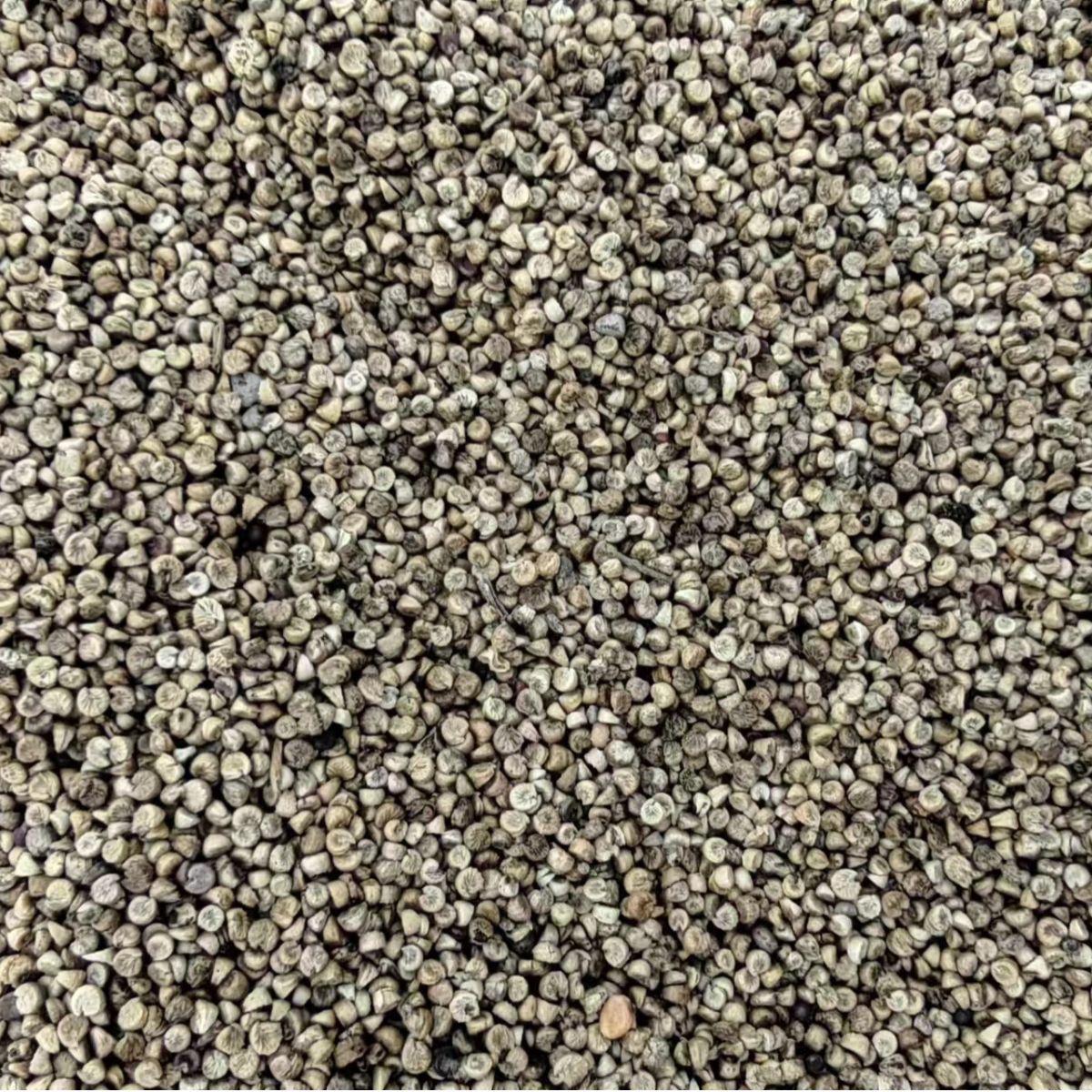 Cluster Mallow Fruit · Fructus Malvae · Dong Kui Guo · 冬葵果 - Renji Herbal Therapy