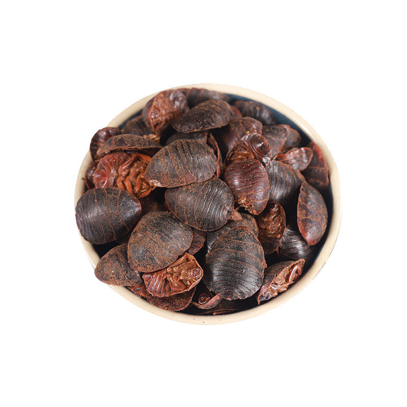 Cockroach · Eupolyphaga Seu Steleophaga · Tu Bie Chong · 土鳖虫 - Renji Herbal Therapy