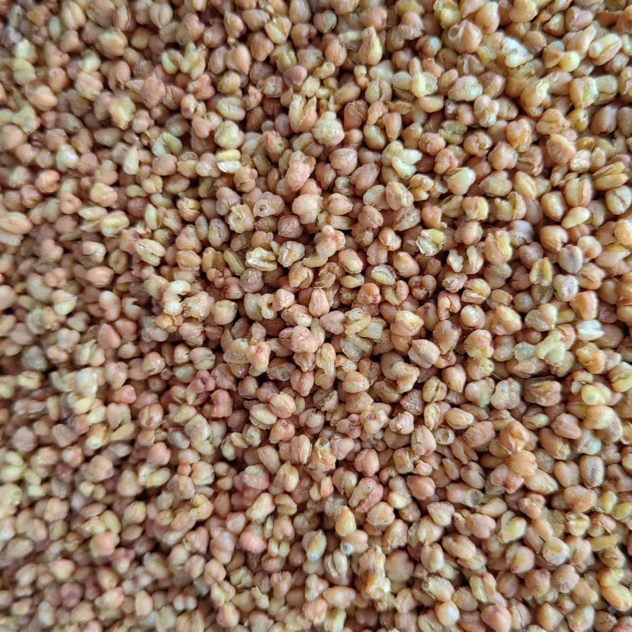 Wild Buckwheat Rhizome/Rhizoma Fagopyri Cymosi/Jin Qiao Mai/金荞麦 - HerbalWorld