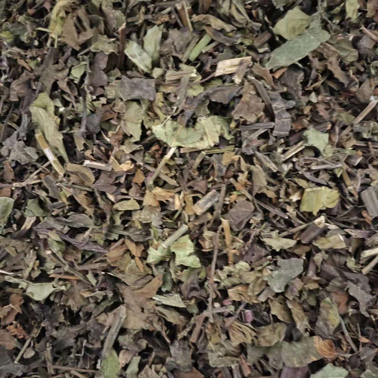 All-Grass of Glabrous Sarcandra · Herba Sarcatidrae · Zhong Jie Feng · 肿节风