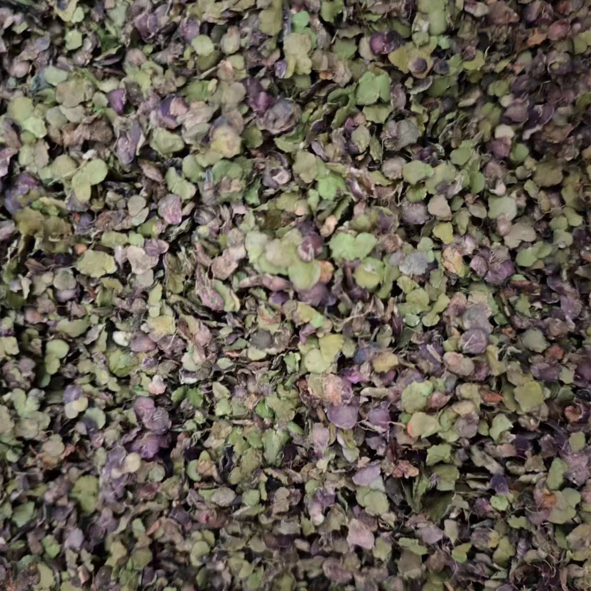 All-Grass of Common Ducksmeat/Herba Spirodelae/Fu Ping/浮萍 - HerbalWorld