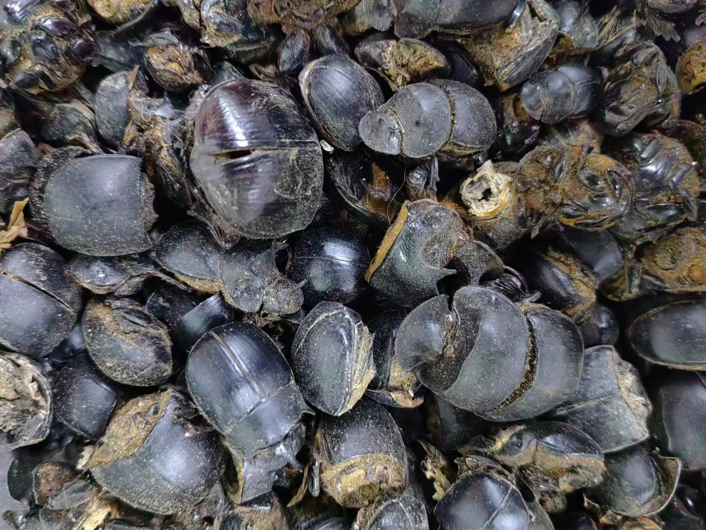 Dung Beetle · Catharsii Molosii · Qiang Lang · 蜣螂 - Renji Herbal Therapy