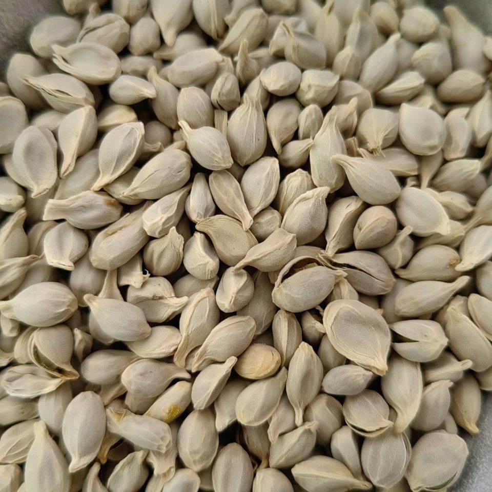 Tangerine Seed · Semen Citri Reticulatae · Ju He · 橘核