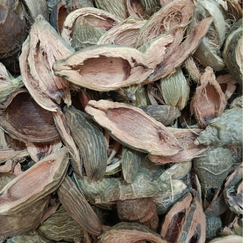 Areca Catechu L./Da Fu Pi/大腹皮 - HerbalWorld