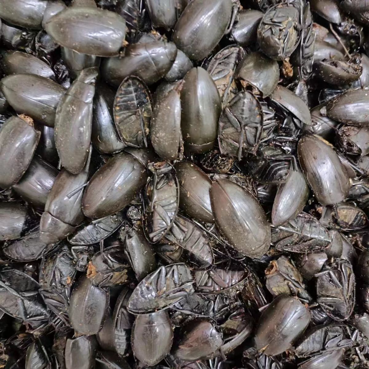 Dytiscidae/Long Shi/龙虱 - HerbalWorld