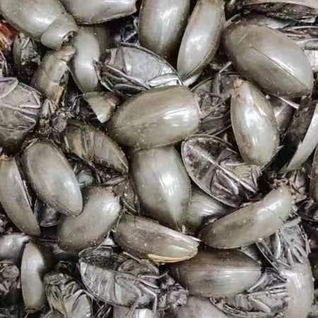 Dytiscidae/Long Shi/龙虱 - HerbalWorld