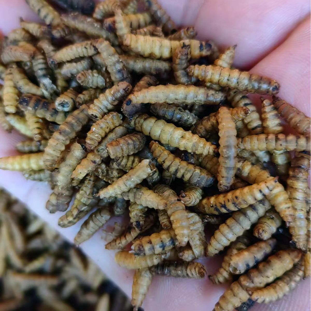 Oriental Latrine Fly/Larvae Chrysomya Megacephala/Wu Gu Chong/五谷虫 - HerbalWorld