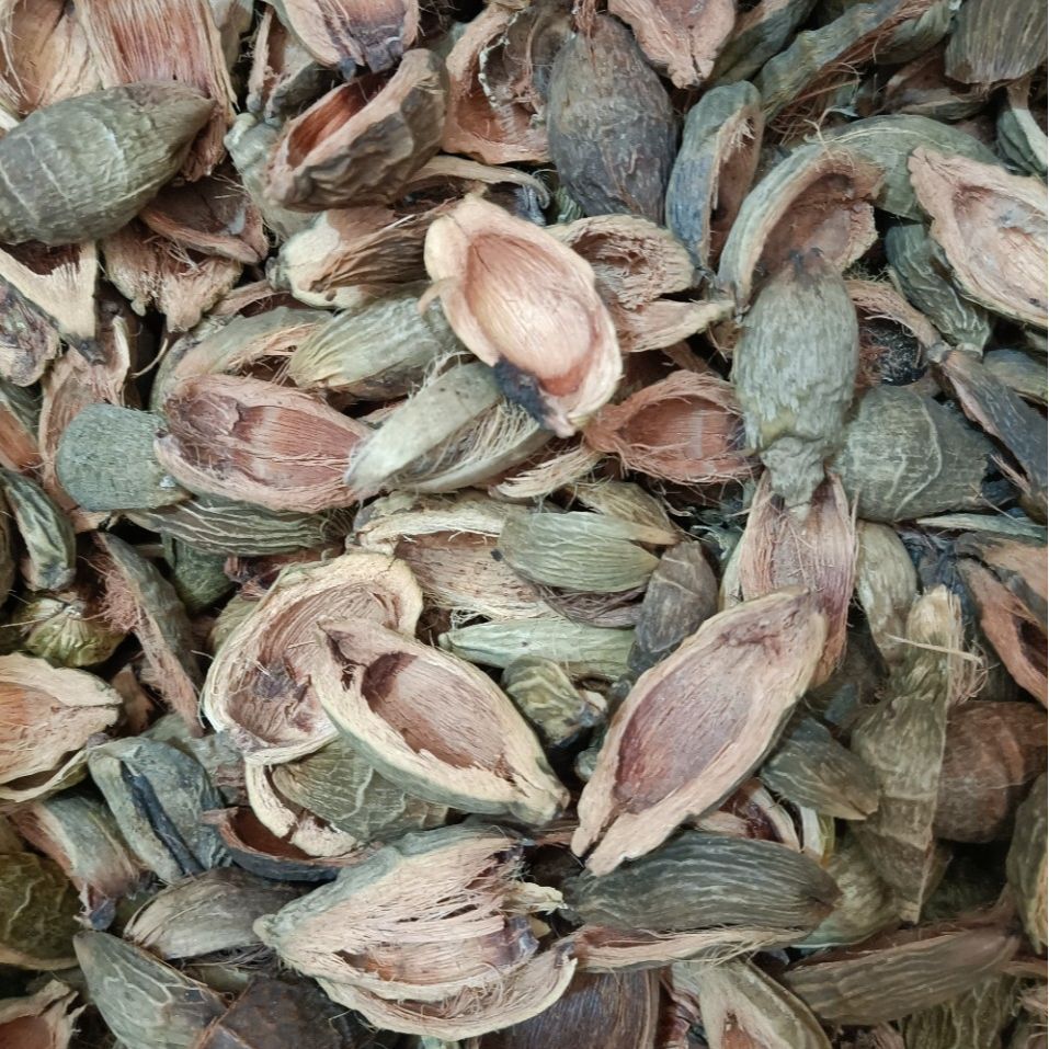 Areca Catechu L./Da Fu Pi/大腹皮 - HerbalWorld