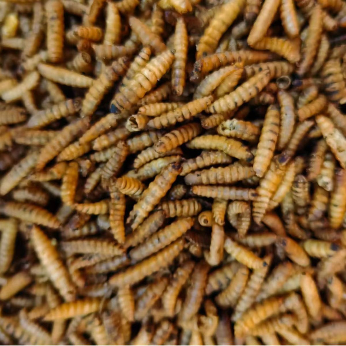 Oriental Latrine Fly/Larvae Chrysomya Megacephala/Wu Gu Chong/五谷虫 - HerbalWorld
